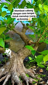 Membuat cabang dgn cara tempel untuk menutup ruang yg kosong 💪 #bonsaiKimeng #bonsaitree #fyp | Karimun Java