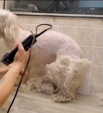 Matted Havanese/Bichon, dog grooming without restraints, Clip from full video