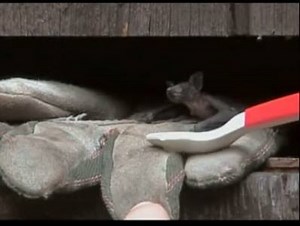 490K views · 6.4K reactions | Baby bat gets the hiccups 驪 | Featured Creature | Facebook