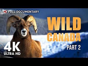 Wild Canada: Black Bears & Golden Eagles | Episode 2 | 4K Nature Documentary