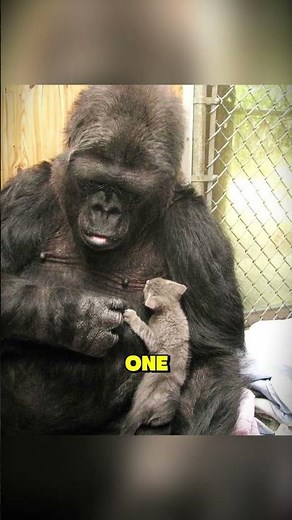 The Last Words of Koko the Gorilla 🦍💔