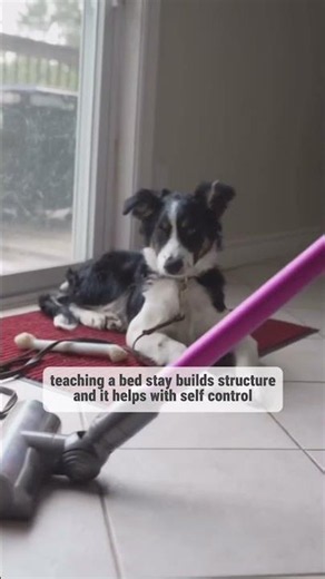 How To Stop Your Dog From Attacking The Vacuum