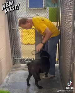 3K views · 128 reactions | ‼️ Adopted ‼️ Meet BALOO #A265968 ♥️ This baby bear cub is a bundle of happy energy and he’s looking for a good home. BALOO is a handsome and young pupper at 20 months old and he’s eager to learn from someone who will put in the time to train him. Fun, playful and very loving, BALOO is waiting to meet you. | Collier DAS Dogs -by volunteers | Facebook