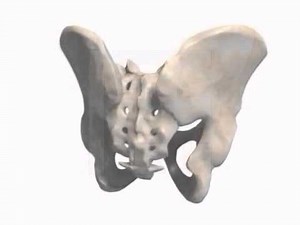 Animation - Becken Allgemein - Teil 1 Von der Mensch