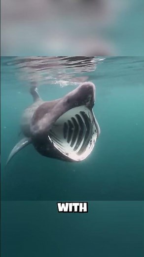Basking Sharks: They're Built Like a TORPEDO?! 🚀