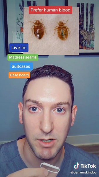 Bed Bugs vs Scabies: Understanding the Key Differences