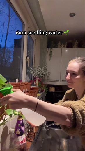 Springtime Flower Garden: Cosmos, Cornflower, and More