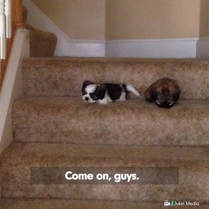 2.7M views · 13 reactions | This is the cutest thing you'll see today!  | VIX Explore | Facebook