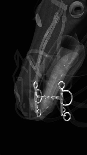 AJRSPORT | CUSTOM BITS on Instagram: "💬 Which Pelham have you used — single joint or hinge? Did you notice a difference? The Single Jointed Twisted Pelham directs pressure into the palate through one joint — often uncomfortable for low-palate horses. The Twisted Hinge Pelham was designed to change that. Its hinge removes the nutcracker effect and spreads pressure more evenly. The twist creates a sharper feel, helping riders when a horse leans or gets heavy. 👉 Built for low-palate horses. Stead