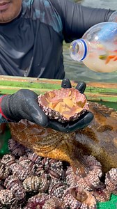 Expensive Sea urchin #seafoodlovers | Prince Rhymel travel&Tour