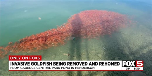 Invasive goldfish being removed and rehomed in Cadence