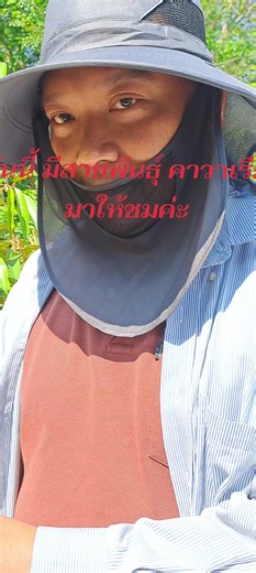 สวนมะเดื่อฝรั่ง วิน&ลิน การ์เด้น อ.สรรคบุรี ชัยนาท วันนี้ มีพุนธุ์คาวาเรียมาให้ชม ครับ #คนรักต้นฟิกส์ #มะเดื่อฝรั่ง สายพันธุ์ คาวาเรีย #สวนวิน,&ลินการ์เด้น #ทนายเสือปลูกมะเดื่อฝรั่ง