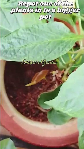 Growing Chilli in a Pot #shotrsfeed #shorts