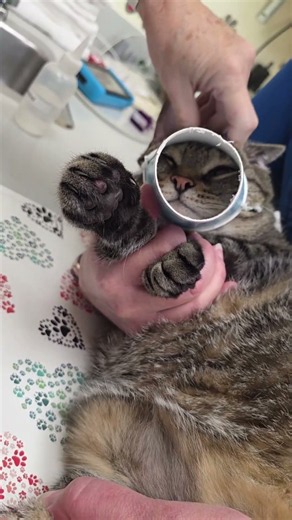 Tucker the Manx Cat Goes to The Vet