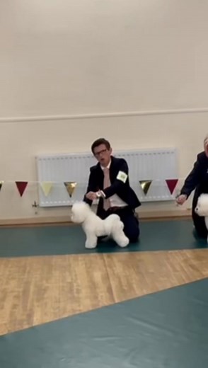 5.1K views · 157 reactions | After posting about Ronnies success at the recent Bichon club show I completely forgot to share my girl Cyndi Aka PAMPLONA CYNDI LAUPER who at 16 months old had never been shown properly before. She took it all in her stride and was as sassy as ever ‍♀️ winning the junior b”””h class 磊 Bred by me and co owned with Mike I think I’ll have to start getting her to some shows.  | Rich Smith | Facebook