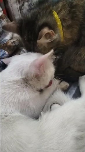 cats love 💕💕😘😘 😺😺😺#catvideos2024 #cute #cartoon #cats #cat #cake #funny