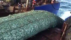 Every year over two trillion fish are being pulled out of the ocean. An number that cannot be grasped by and standards. The ocean life is dying and forecasts predict that by 2048 there will be no form of life in the seas, oceans and ponds since we've devoured it all in the name of greed. http://news.nationalgeographic.com/news/2006/11/061102-seafood-threat.html The only way to stop this is not to take part in this mass destruction of the world. Not eat a single thing that comes from an animal. *