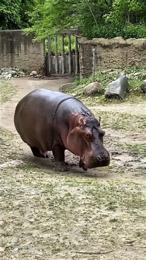🦛 Amazing Hippopotamus – The Giant of African Rivers | Hippo Facts in Urdu/Hindi#shorts