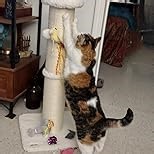 33” Tall Cat Tower Scratching Post with Toy for Indoor Cats - Kitten and Adult Cat Scratcher with Super Soft Padded Fleece Cat Perch and Strong Natural Sisal Rope Wrapped Scratch Post