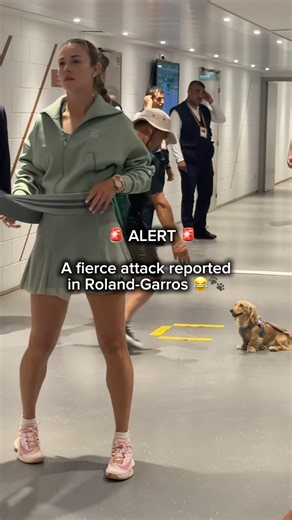 Viewer discretion is advised ⚠️ 🐶 #rolandgarros