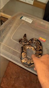 Cute Baby Ball Python Handling! 😍🐍 (SO TAME!) #BallPython