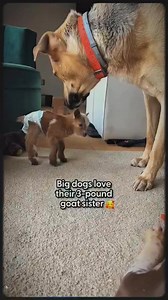 She also loves to go paddle boarding with Dad💖 Judy told us about her dogs and their relationship with her goat, Ducky, and how her partner Cody didn't want to keep a goat in their house, until...💖 Keep up with Judy on 👇👇👇 instagram.com/duckygoat #GeoBeatsAnimals #RescueDog #AdoptDontShop #Chihuahua #DogTransformation #WeightLossJourney #HeartwarmingPets #SecondChances #WholesomeAnimals #LoveHeals #fyp #viral #petsoftiktok #cuteanimals #petlovers #petlife #animals #pets #love #trending #dog