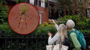 First Joro spider sighting reported in Massachusetts, marking northernmost expansion