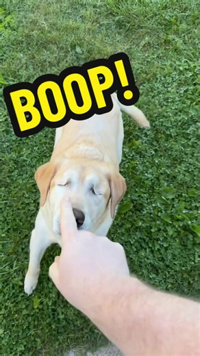 Buck's Heartwarming Journey to Virginia for Graduation