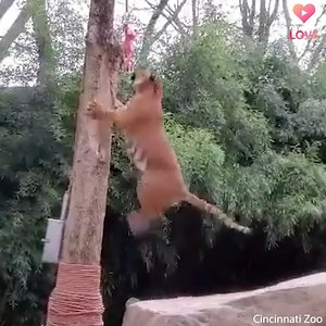 This is pretty amazing 🐯🐾 DID YOU KNOW? Tigers can easily climb trees, but they seldom do so. Check out this rare glimpse at the Cincinnati Zoo. | WLWT