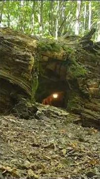 From a hollow log it becomes a shelter #shorts