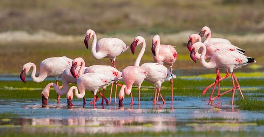 The Role of Diet in Flamingo Coloration: Why They Are Pink