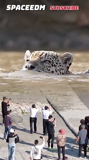 OMG! BIG CAT DROWNS IN THE MIDDLE OF THE OCEAN