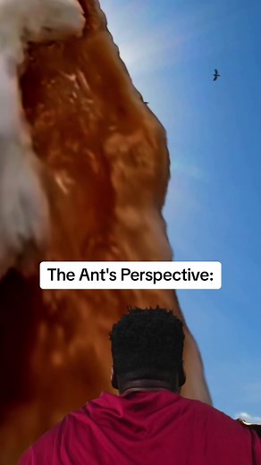 Pranking an Ant with Food