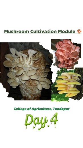 चि. केदार उषा विजयराव शिंदे (देशमुख)❤️🙏🏻 on Instagram: "Mushroom Cultivation Module 🍄 Day 4 💚✌🏻 #agricoss🌴 #agricoss🌴 #trendingreels # #trendingreels #instamood #vlogger #agrilifestyle #virelreels #vlogger # #instadaily #mushrooms #marathibusinessman #mushrooms🍄 #mushroomphotos #mushrooms_of_our_world #mushroomsofinstagram #mushroom #oyestermushrooms #trendingreels #viralvideos #shetkari_pattern👳✌️ #agriculturestudents #practical"