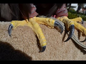 Falconry: AGGRESSION! What to do when your bird foots you