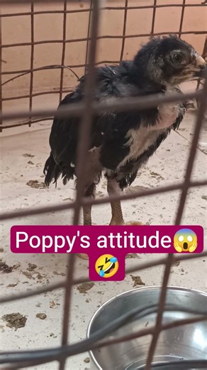 Cute Baby Chick funny🐣#shorts#shortvideo#shortsfeed#viral#trending#birds#chicken#adorablechicks