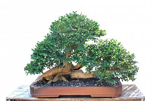 Ash Bonsai Tree