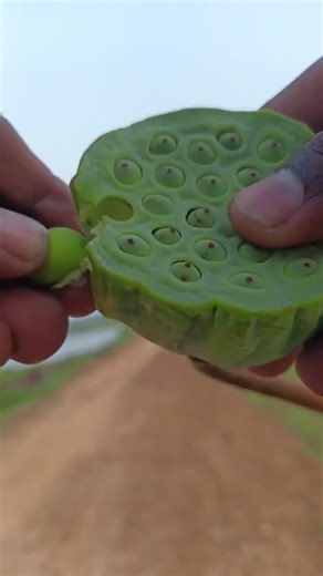 “lotus seed pod”