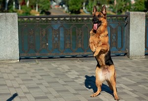 Excited German shepherd becomes a go-go dancer when she sees her best pal (video)