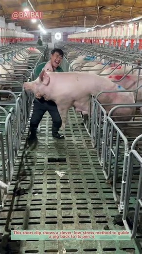 Genius Pig Handling Hack! (Shorts)