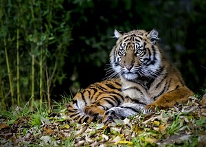 This Video Documents Efforts to Save the Sumatran Tiger