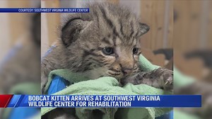 Southwest Virginia Wildlife Center rehabilitating bobcat kitten