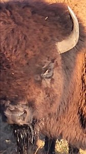 9.4K views · 573 reactions | Hello.....Monday. Make it a great one! #mnbison #rollingrbisonranch | Rolling R Bison Ranch | Facebook