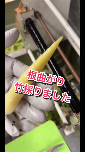根曲がり竹採取の楽しみ方と下処理