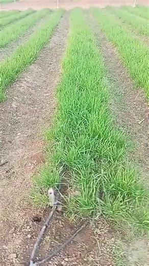 From Seed to Harvest 🌾 | Wheat Production Process