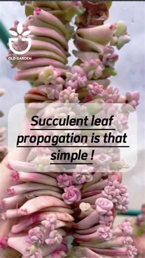 Succulent leaf propagation is that simple #succulent #succulents #succulentcare #succulentlove #lovesucculent #growsucculent #succulentgarden