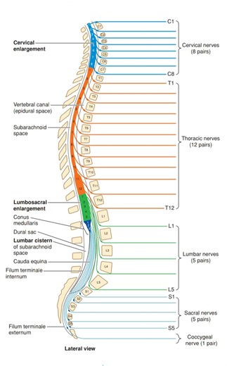 Spinal Cord and Spinal Nerves | Health & Medicine-AW