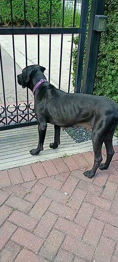 Meet Elvira a Great Dane currently available for adoption! 7/9/2025 10:30:20 AM
