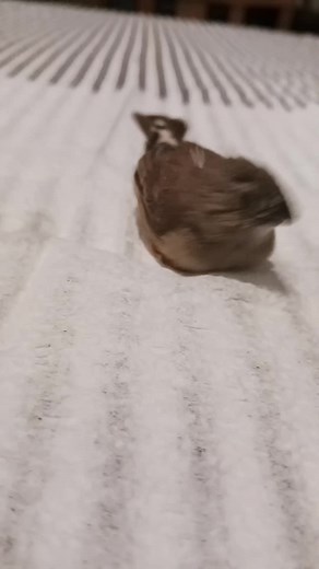 Exploring the Fascinating World of Zebra Finches