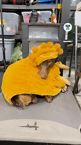 3K views · 94 reactions | Wouldn't you be scared before seeing him in the blanket! | The Koala | Facebook